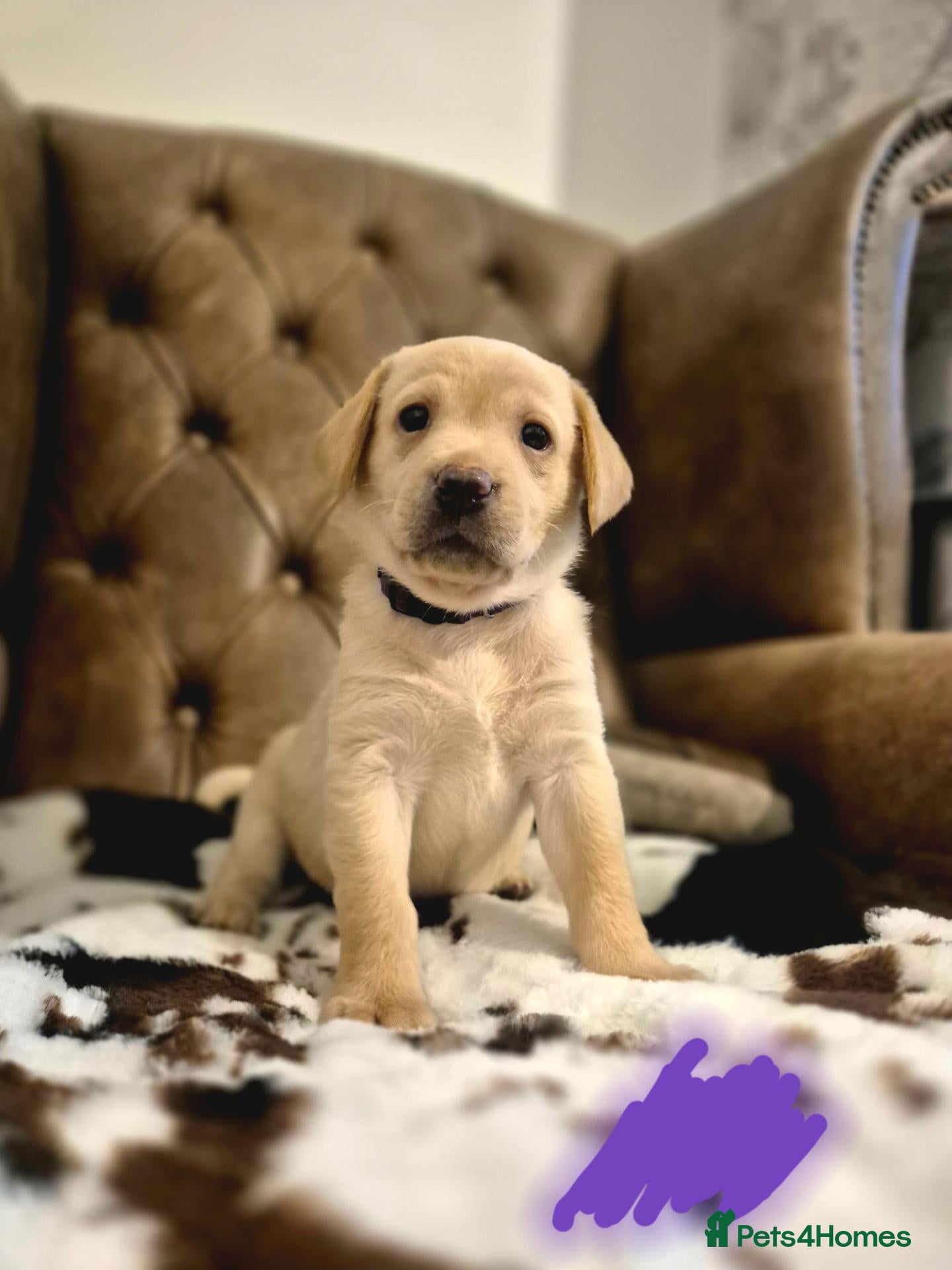 Labrador Retriever dogs for sale: ELITE FEILD TRAIL CHAMP 🏆 KC HEALTH TESTED PUPS - Advert 1