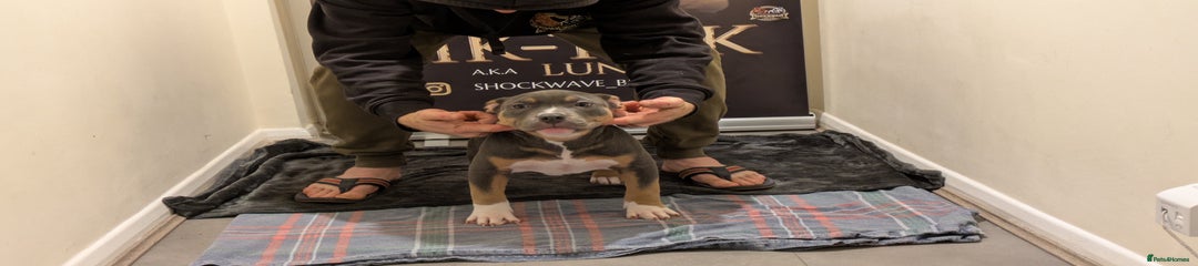 American Bully Puppy 3 female