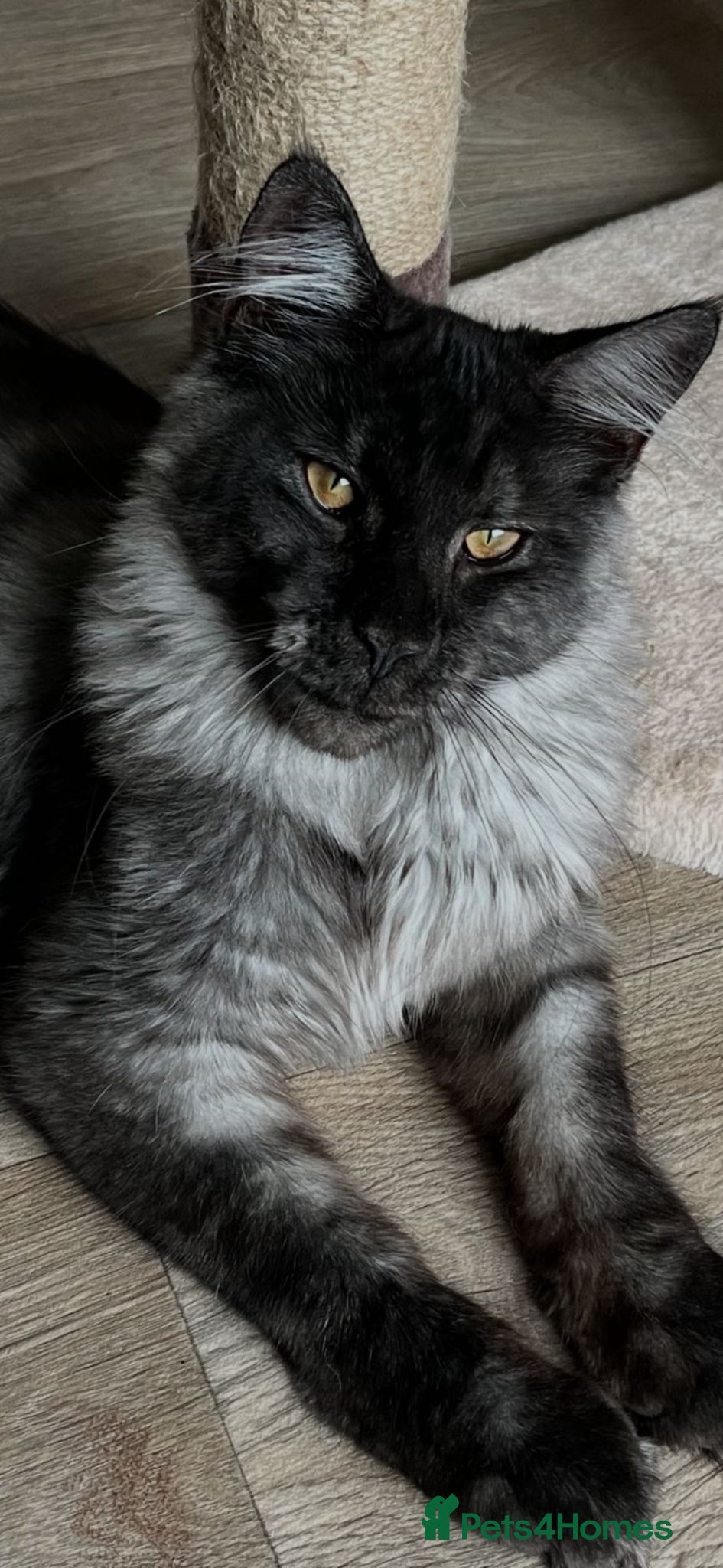 Maine Coon cats Ready Now, Stunning Mainecoon Kittens - Advert 14