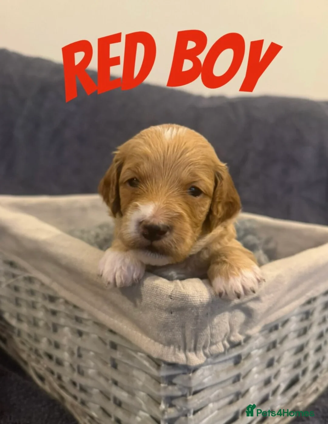 Mixed Breed dogs for sale: Goldendoodle x Cockapoo Puppies (Double Doodles) - Advert 5