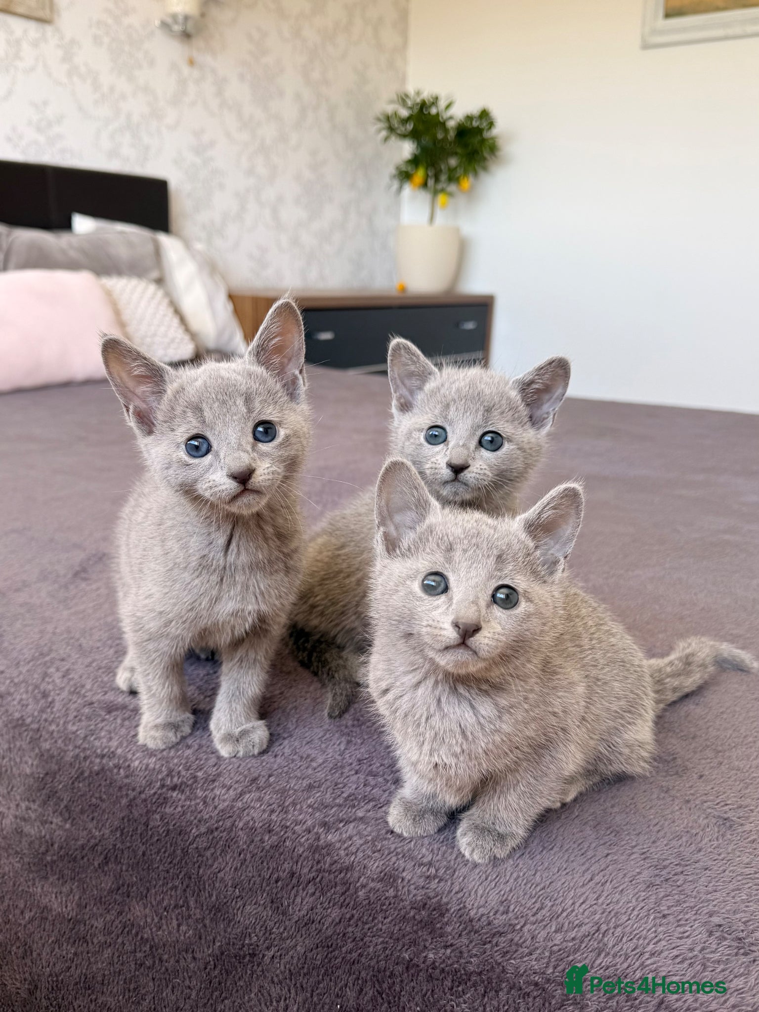 Russian Blue cats 🐾Champion Line TICA Russian Blue Kittens 🐾 - Advert 1