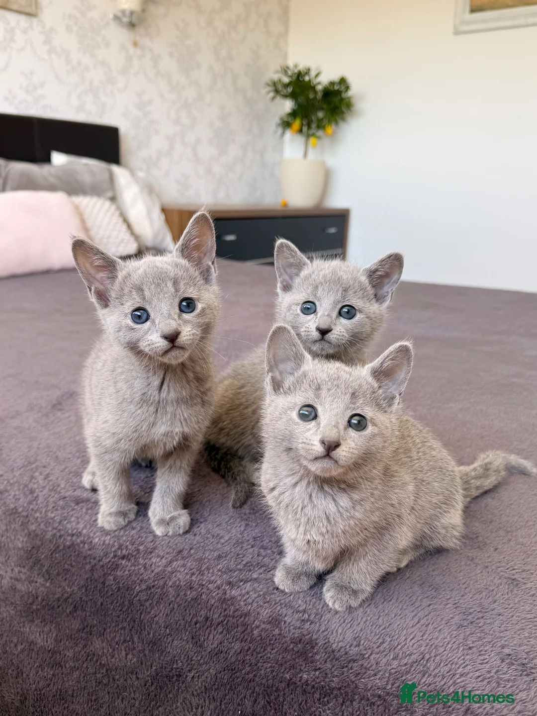Russian Blue cats for sale: 🐾Champion Line TICA Russian Blue Kittens 🐾 - Advert 1