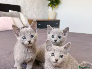 Russian Blue cats 🐾Champion Line TICA Russian Blue Kittens 🐾 - Advert 8