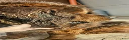 Tibetan Mastiff dogs for sale: World Top calss Tibean Mastiff! Pure blood line  in Lanark - Advert 8