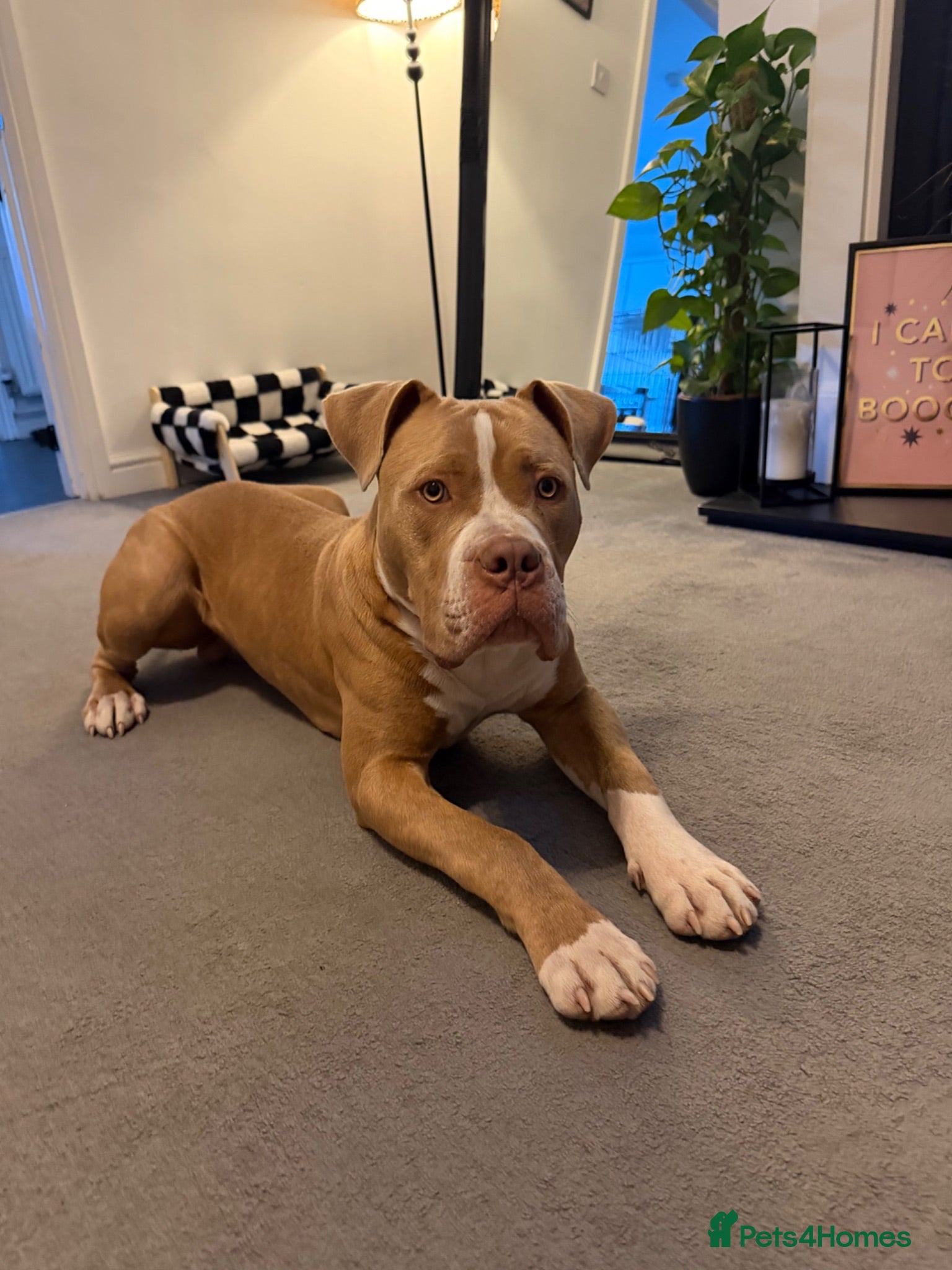Mixed Breed dogs 9 Month Old Staffordshire Bull Terrier Cross  - Advert 9