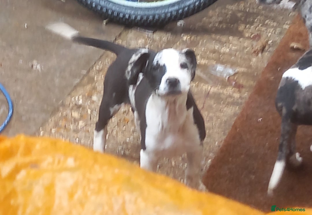 Mixed Breed dogs for sale: Puppies - Image 5