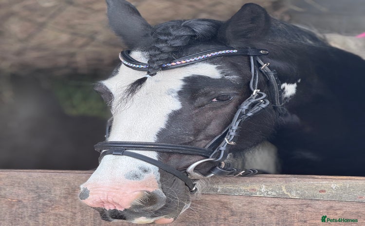 Irish Cob horses - Advert 1