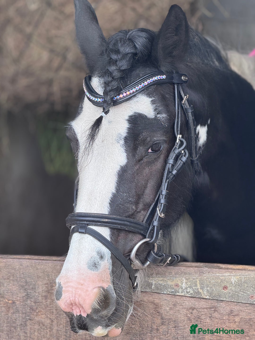 Irish Cob horses for sale: FOR SALE – Super Safe Cob Pony - Image 1