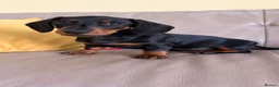 Miniature Dachshund dogs for sale: Monty the Miniature Dachshund  - Advert 3