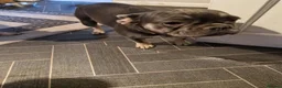 French Bulldog dogs for sale: Lavender in Burton-on-Trent - Advert 2