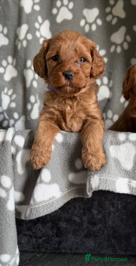 Cockapoo dogs Beautiful F1b Cockapoo puppies - Advert 2