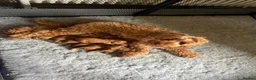 Cavapoo dogs for sale: Red Cavapoo Puppies - 5 weeks old.  in Doncaster - Advert 14