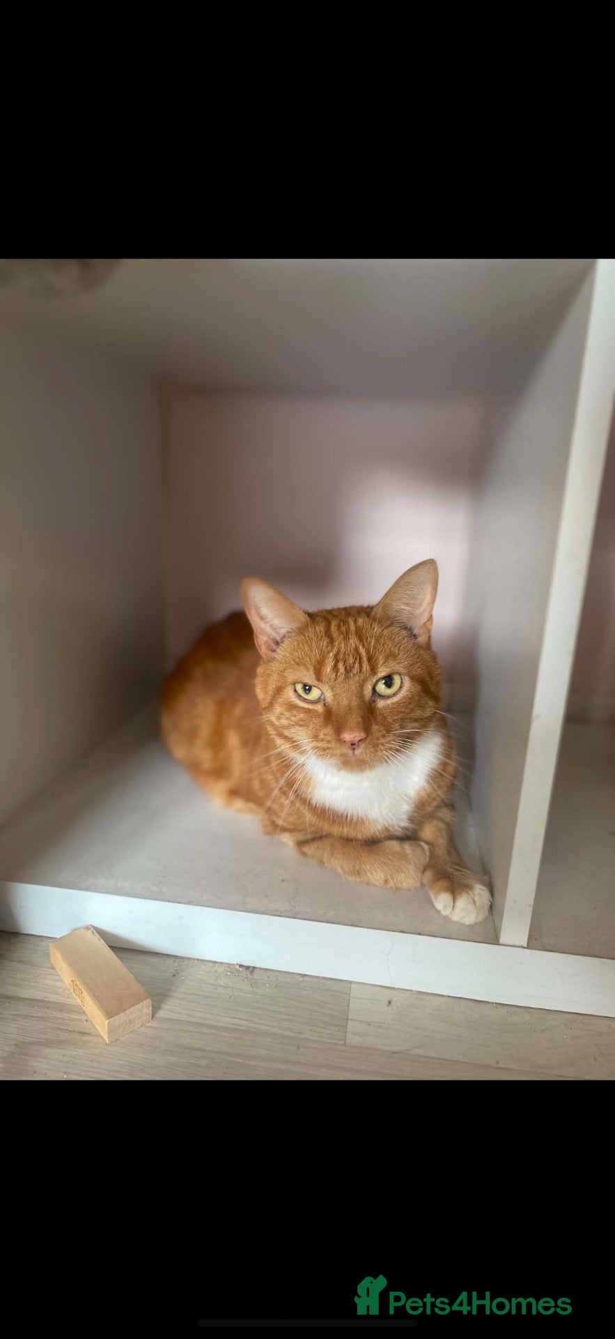 Mixed Breed cats Male loving big ginger boy!  - Advert 1