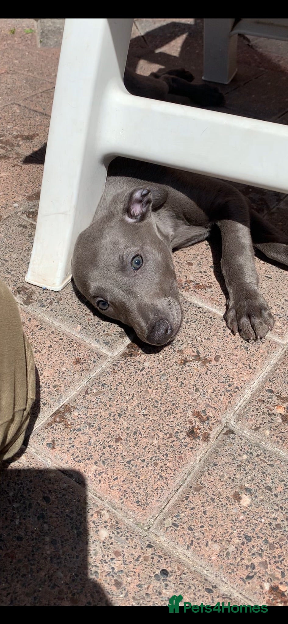 Whippet dogs Blue Kennel Club Registered Whippet pups - Advert 2