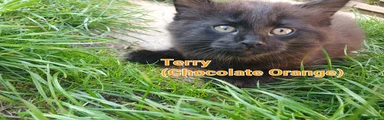 Terry