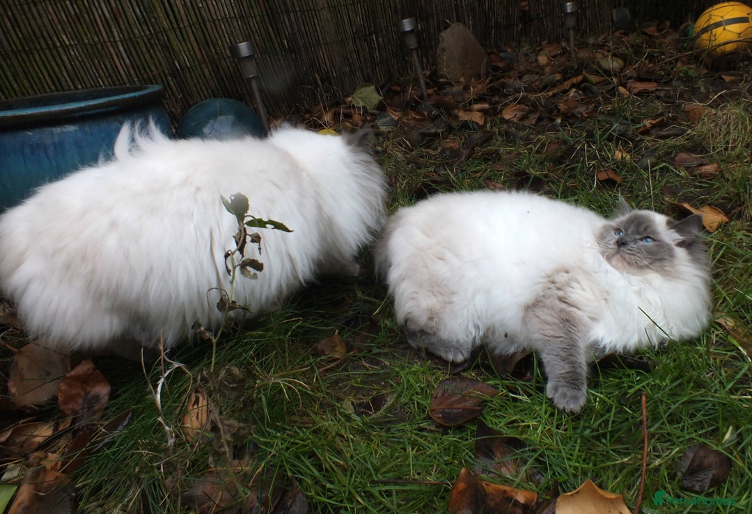 Ragdoll cats for sale: GCCF RAGDOLL KITTENS IMPORTED CHAMPION BLOODLINES - Advert 7
