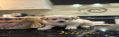 Mixed Breed Puppy 2