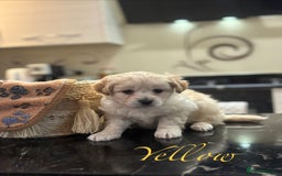 Mixed Breed dogs for sale: Peke-a-Chon puppies 🐶  - Image 7