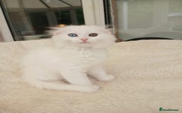 Scottish Fold cats for sale: Scottish folds with hearts of gold - Image 13