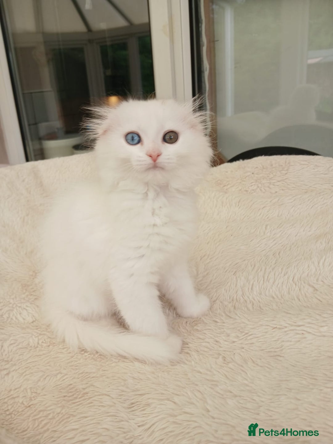 Scottish Fold cats for sale: Scottish folds with hearts of gold - Image 13