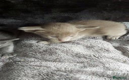 Oriental cats for sale: Full Pedigree Oriental 6 Kittens XL size ears GCCF - Image 16