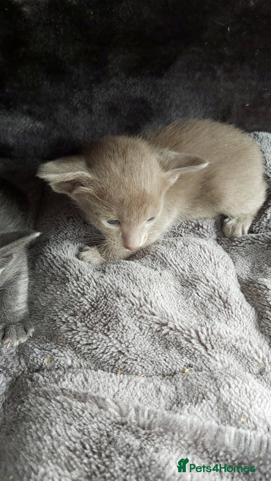 Oriental cats for sale: Full Pedigree Oriental 6 Kittens XL size ears GCCF - Image 16