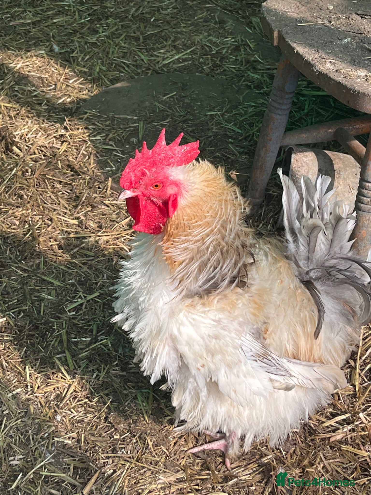 Chickens poultry Two stunning bantam boys - Advert 1