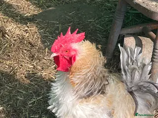 Chickens poultry Two stunning bantam boys - Advert 1