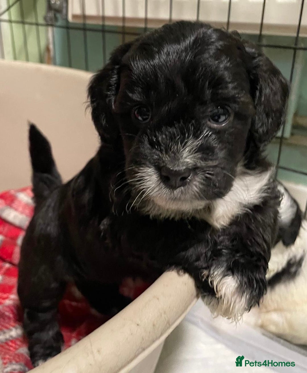 Mixed Breed dogs for sale: Stunning Sproodle x Shih Tzu pups ready 26/1 - Advert 12