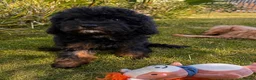 Cockapoo dogs for sale: Extensively Health tested cockapoo puppies  - Advert 11