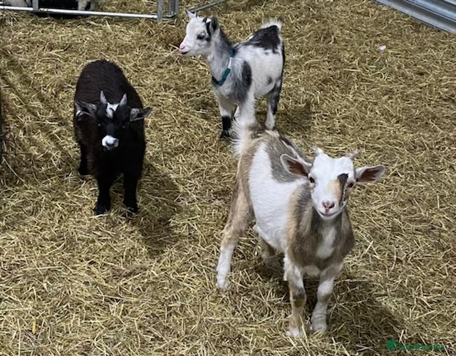 Other Breed horses 2 Bonded Gelding Donkeys and 2 Male Pygmy Goats  - Advert 2