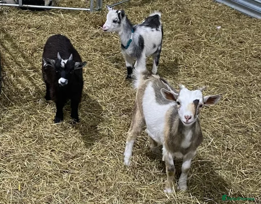 Other Breed horses for sale: 2 Bonded Gelding Donkeys and 2 Male Pygmy Goats  - Advert 2