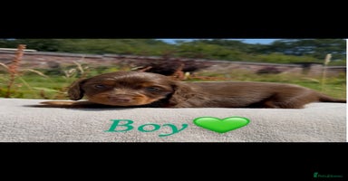 Miniature Dachshund dogs - Advert 4
