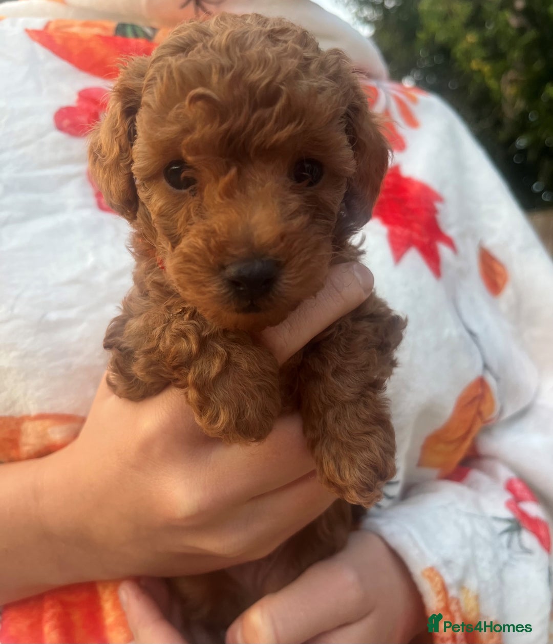 Toy Poodle dogs for sale: KC Reg High Quality RED Toy Poodles - Image 8