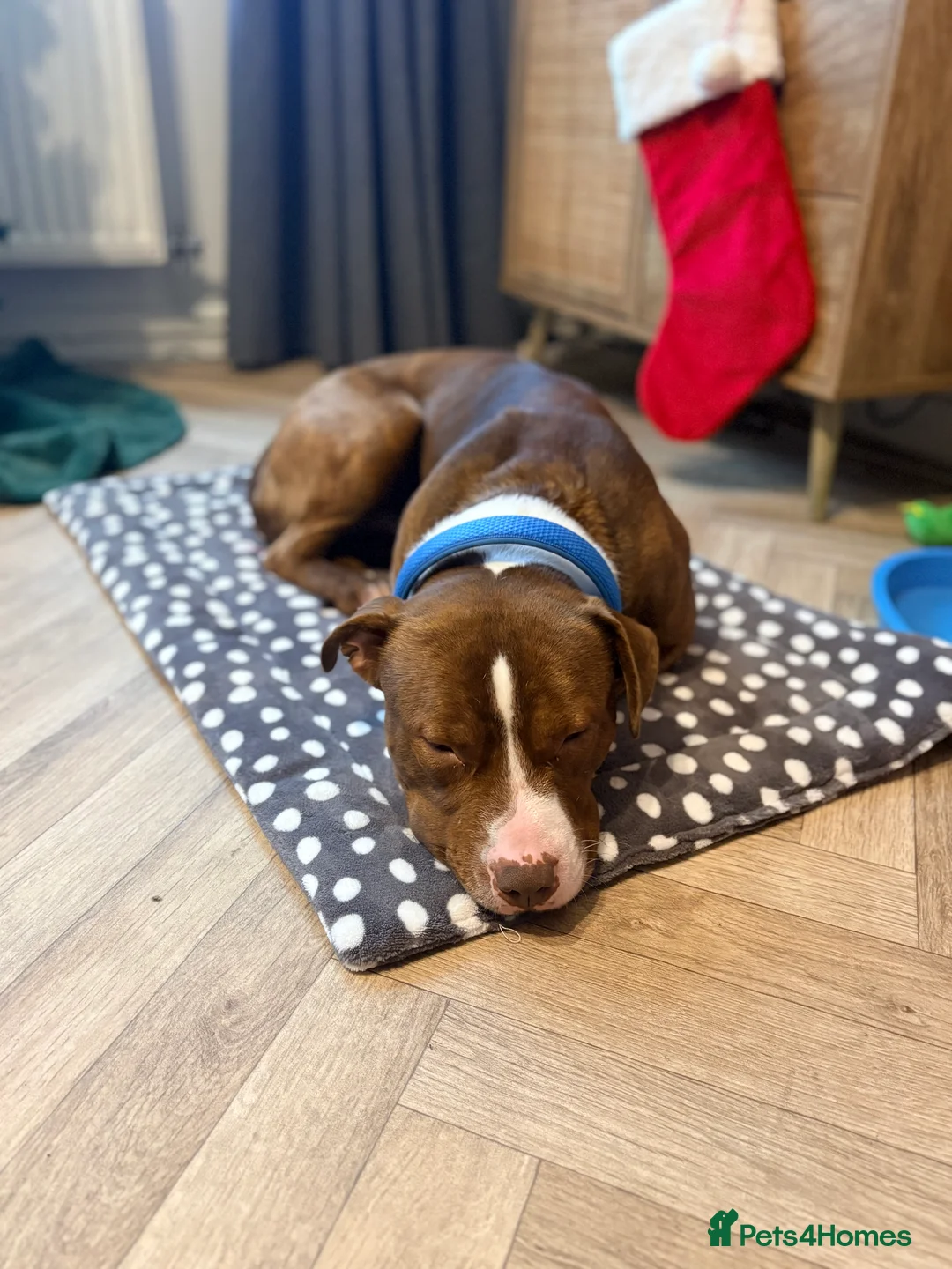 Mixed Breed dogs for sale: Male dog for rehoming - Advert 6