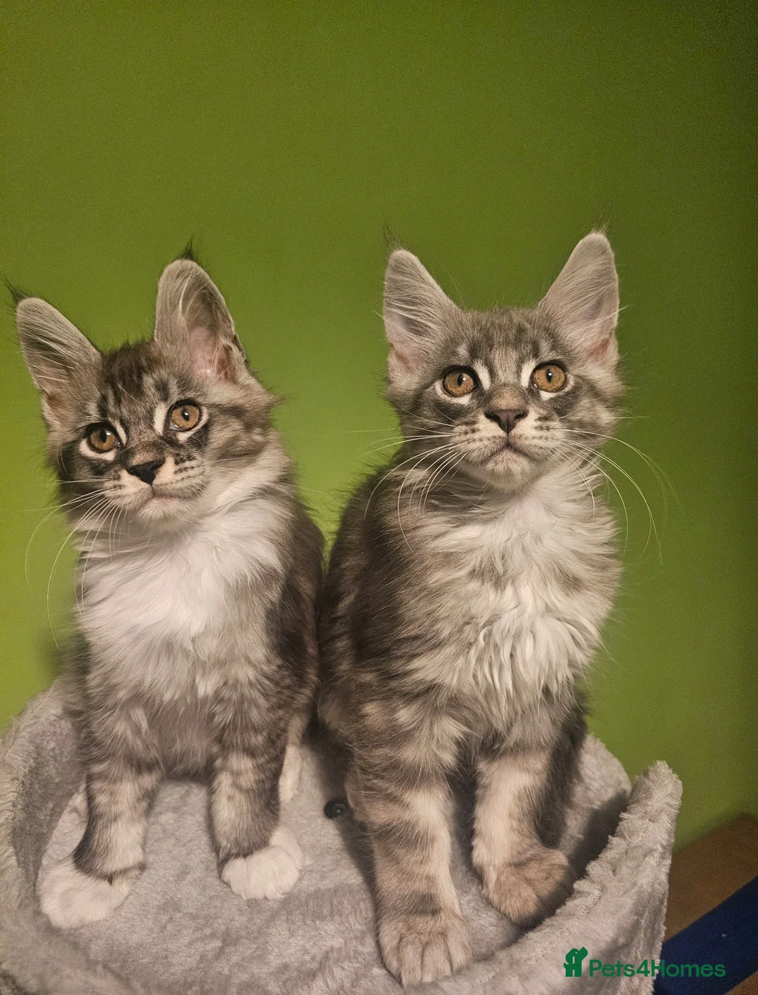 Maine Coon cats for sale: Champion bloodline maine coon kittens TICA - Advert 10