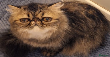 Persian cats - Advert 9