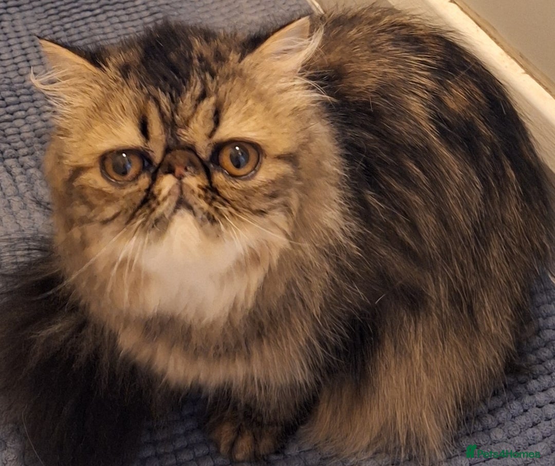 Persian cats for sale: Beautiful  brown tabby female persian  - Image 2