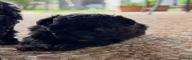 Toy Poodle 1