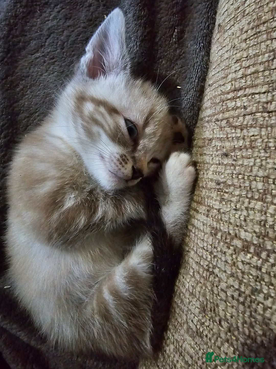 Mixed Breed cats for sale: Adorable kittens for sale - Advert 34