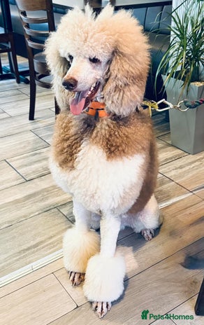 Standard Poodle dogs in Wirral - Advert 8