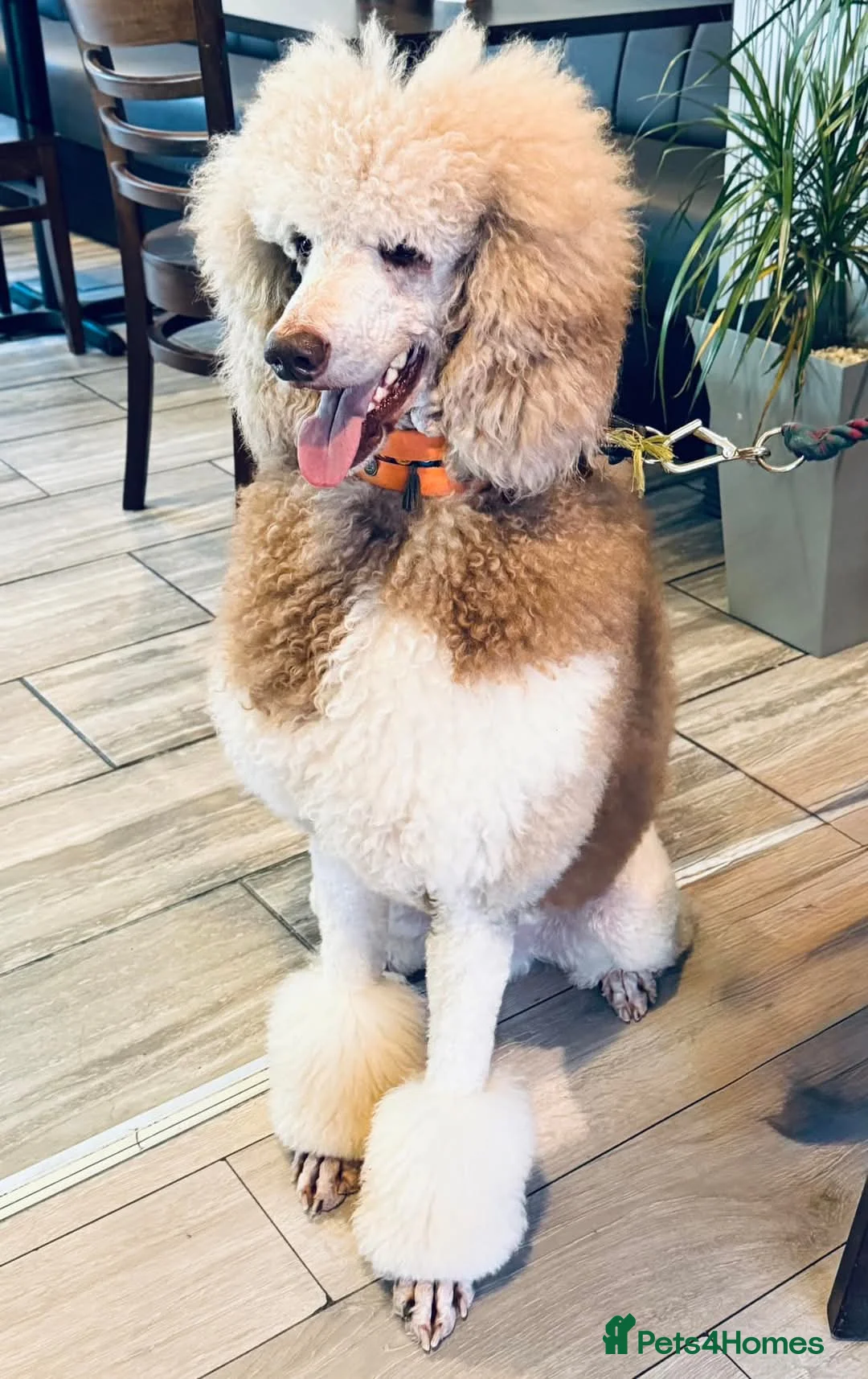 Standard Poodle dogs for stud: 3 Standard poodles for stud in Wirral - Advert 2