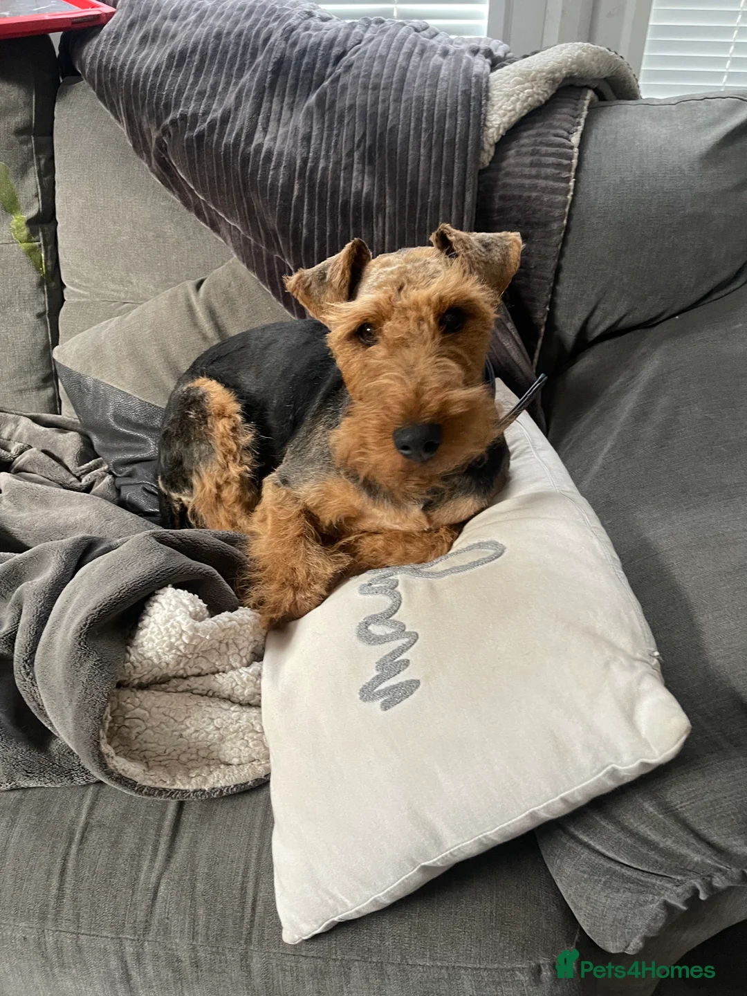 Welsh Terrier dogs for sale: Beautiful litter of Welsh Terrier Pups - Advert 1