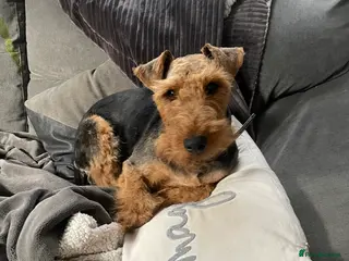 Welsh Terrier dogs Beautiful litter of Welsh Terrier Pups - Advert 2