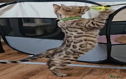 Bengal cats for sale: 13 week old Tica Registered Female Bengal Kitten in Falmouth - Image 9