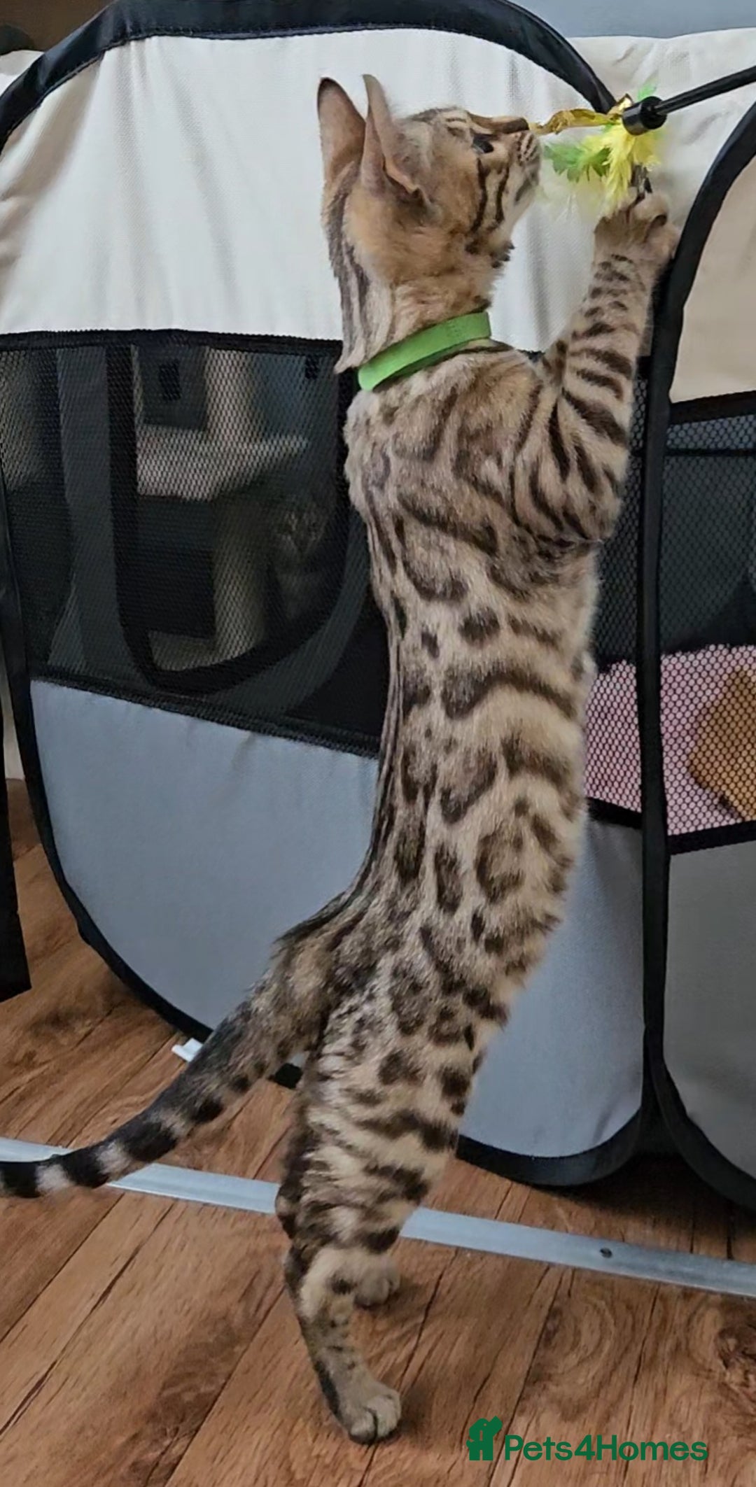 Bengal cats for sale: 13 week old Tica Registered Female Bengal Kitten in Falmouth - Image 9