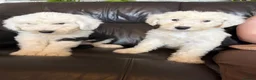 Old English Sheepdog dogs for sale: Kc Registered Old English Sheepdogs  - Advert 6