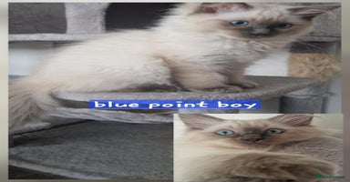 Ragdoll cats - Advert 11