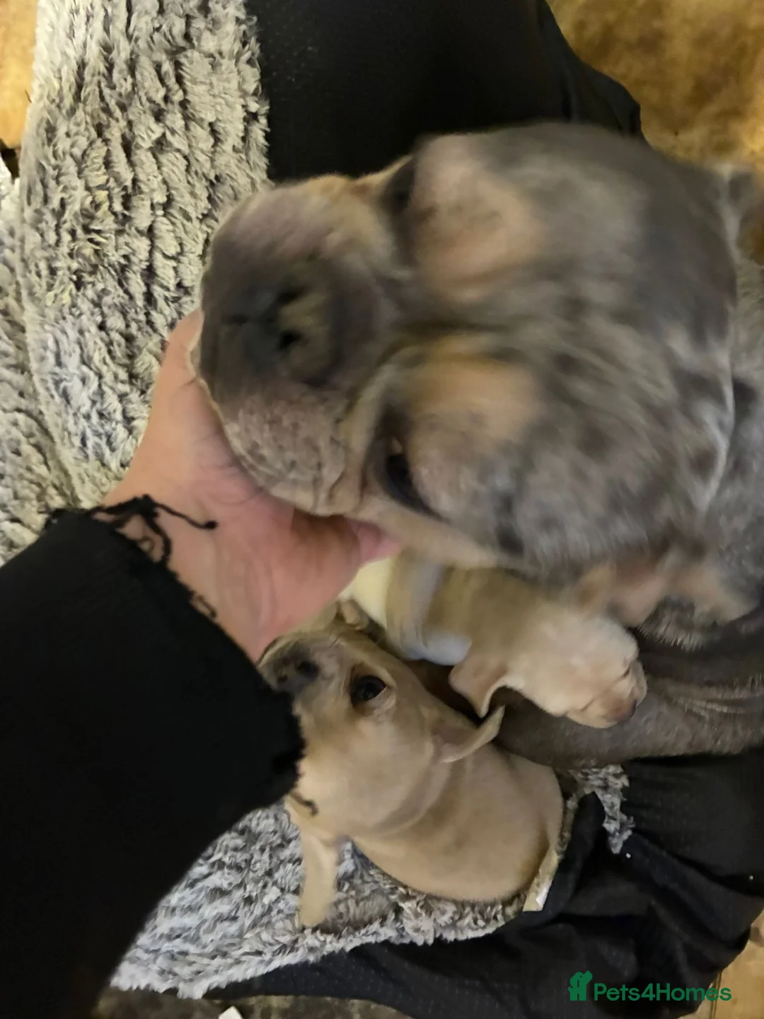 Mixed Breed dogs for sale: Mini Frenchies - Advert 2