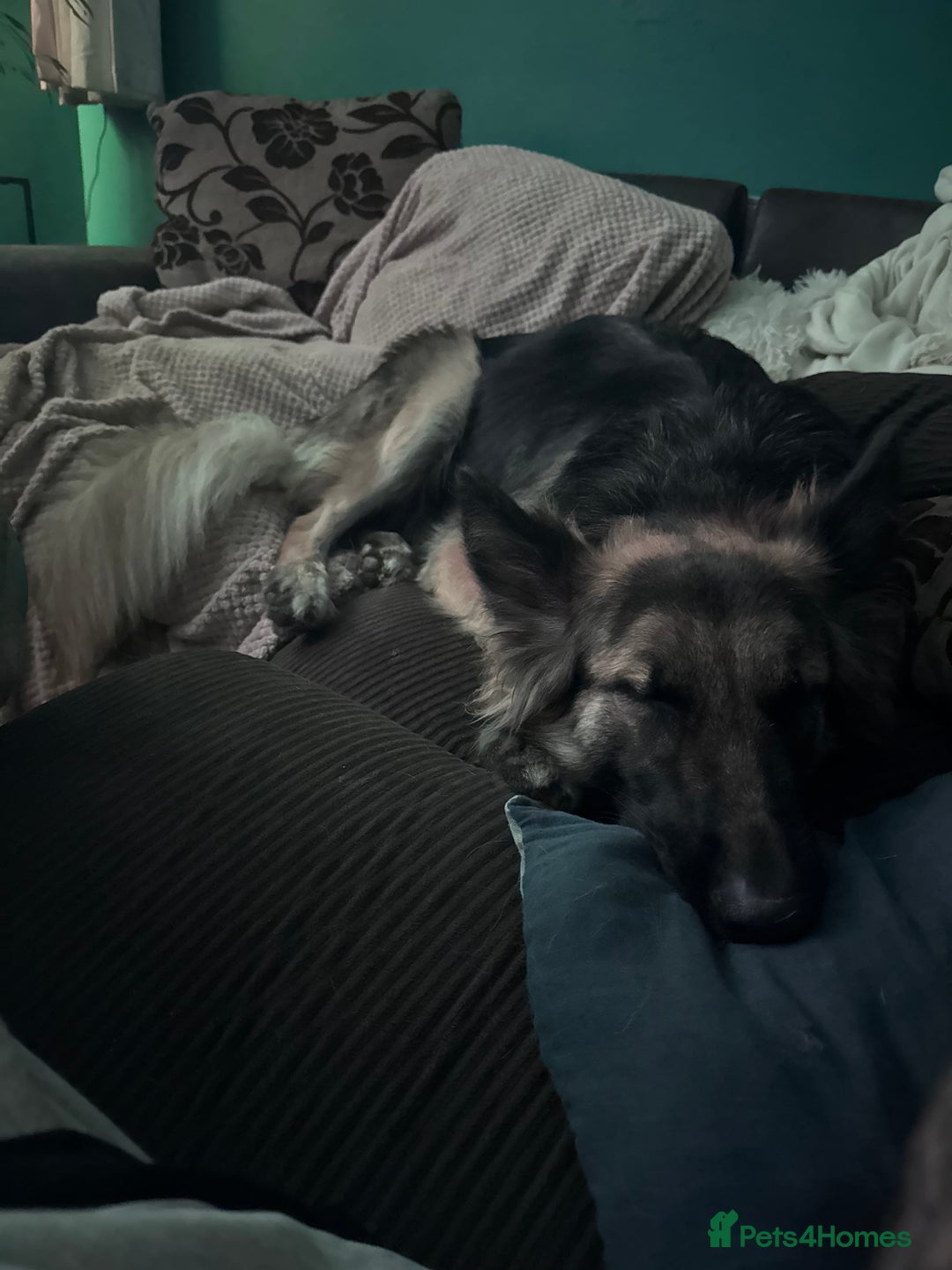 German Shepherd dogs for sale: 18 month old German Shepherd - Xena - Advert 2